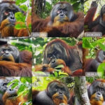 rakus_orangutan_planta_medicinal_mexico_noticia